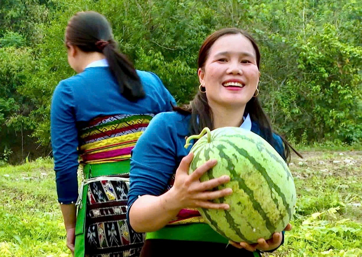 Mùa dưa ở bản Sáng