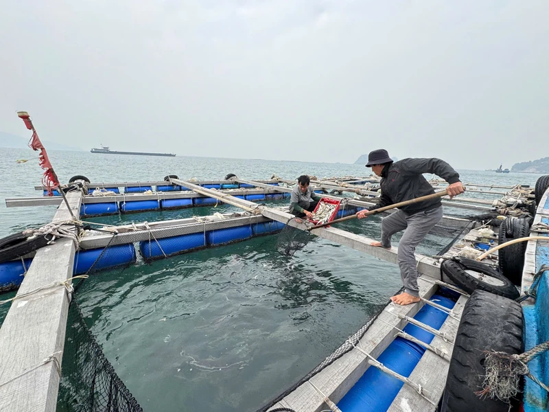 Khơi dậy tiềm năng từ biển (Bài 2): Làm giàu từ biển