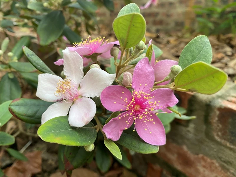 Thương những mùa hoa