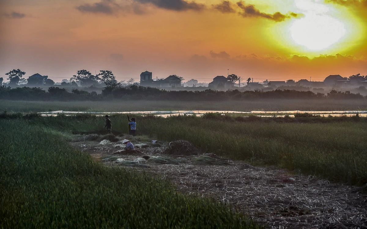 Trên đồng cói xứ Thanh: Khi ngày mới dệt lên từ sương và gió