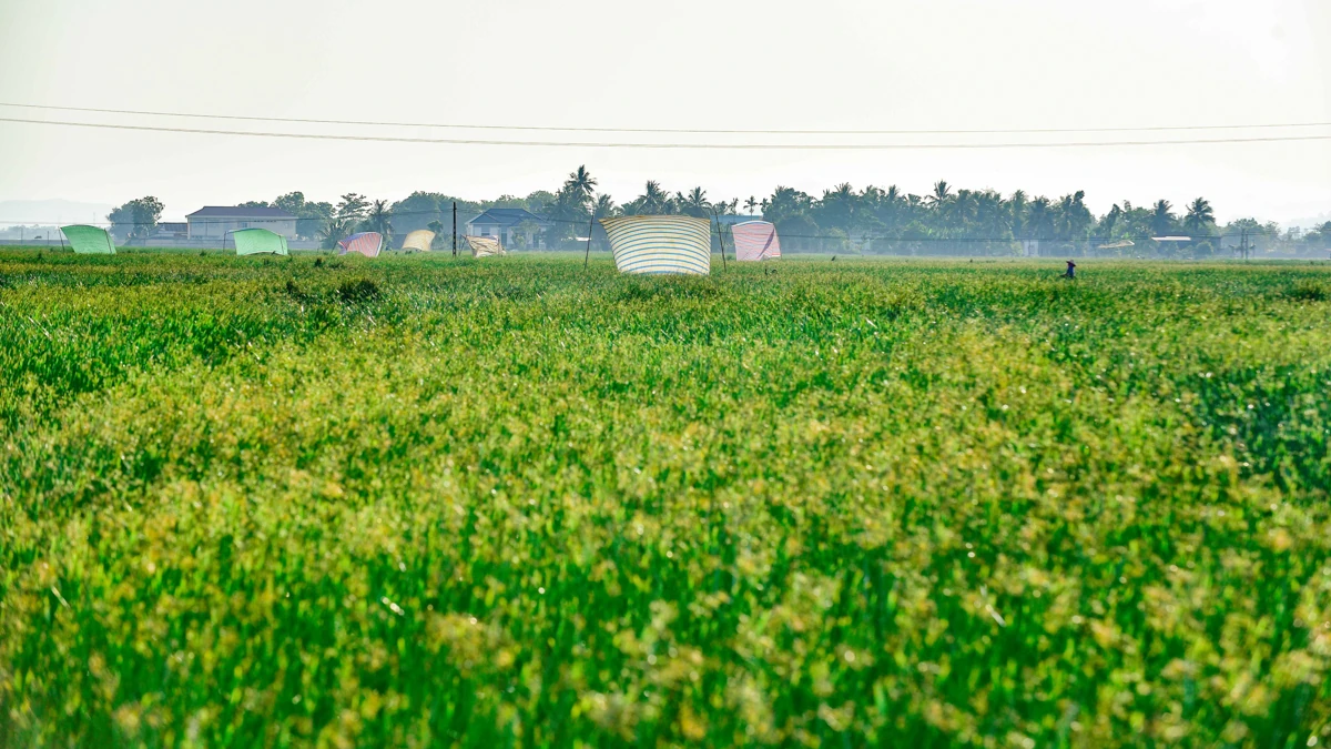 Trên đồng cói xứ Thanh: Khi ngày mới dệt lên từ sương và gió