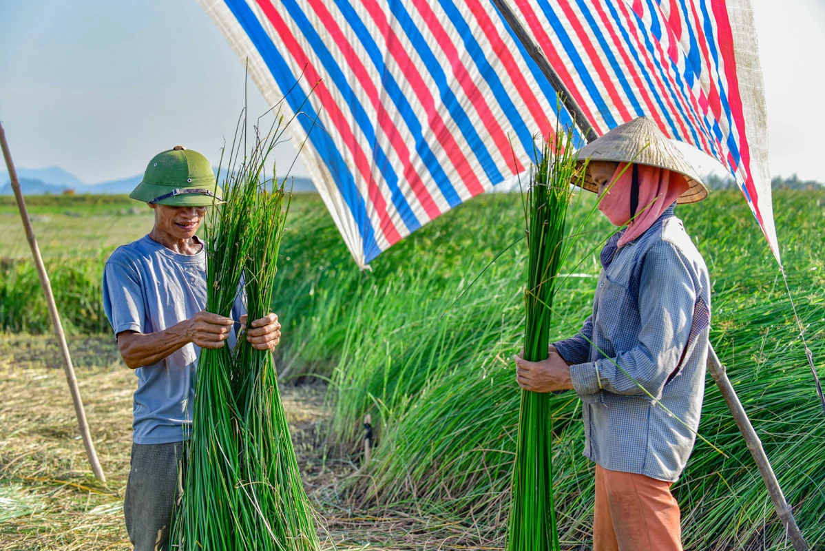 Trên đồng cói xứ Thanh: Khi ngày mới dệt lên từ sương và gió