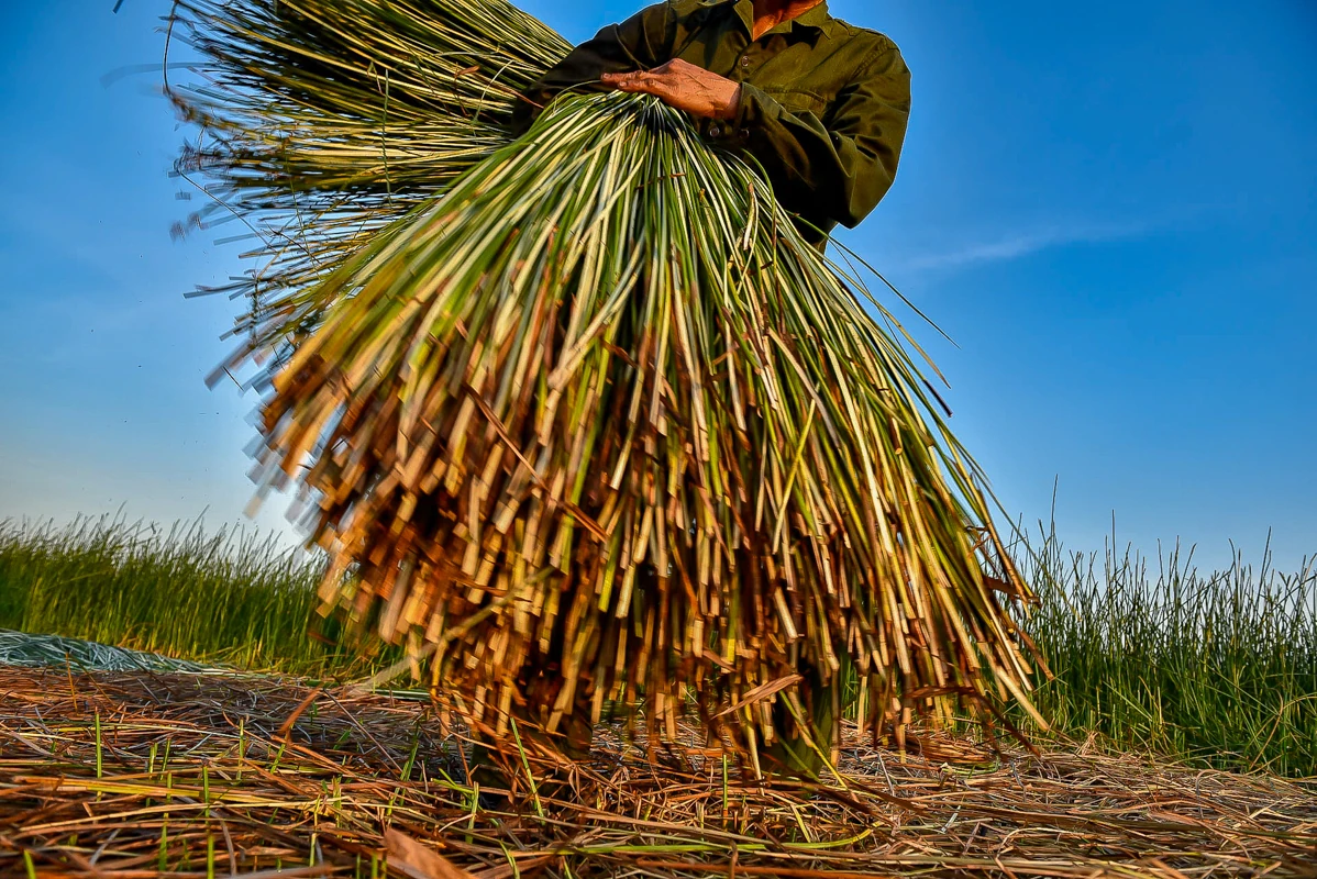 Trên đồng cói xứ Thanh: Khi ngày mới dệt lên từ sương và gió