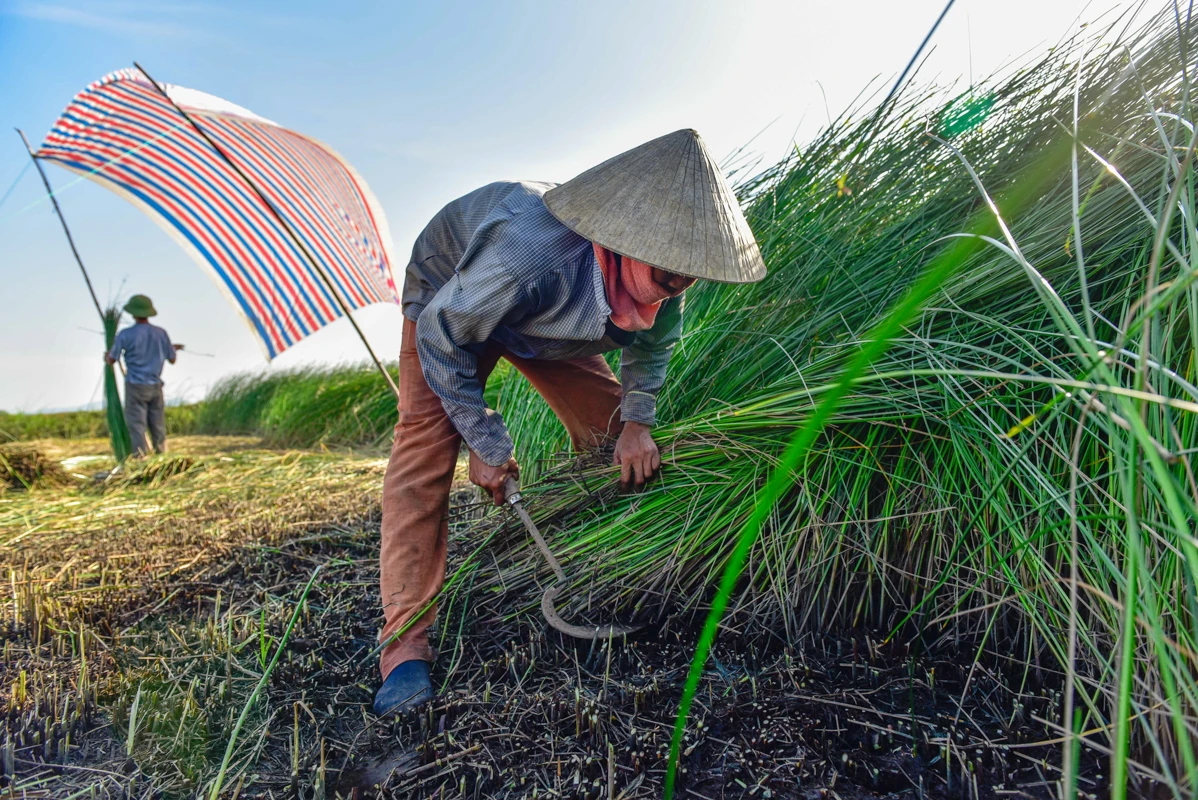 Trên đồng cói xứ Thanh: Khi ngày mới dệt lên từ sương và gió