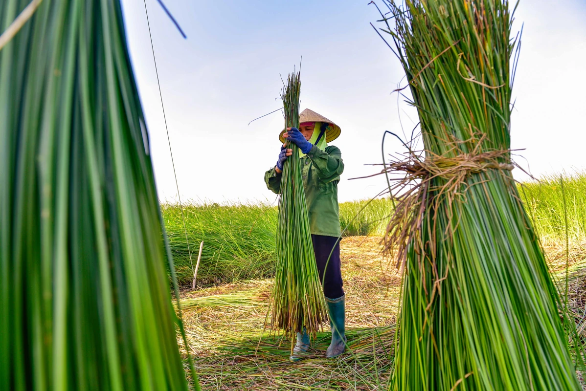 Trên đồng cói xứ Thanh: Khi ngày mới dệt lên từ sương và gió