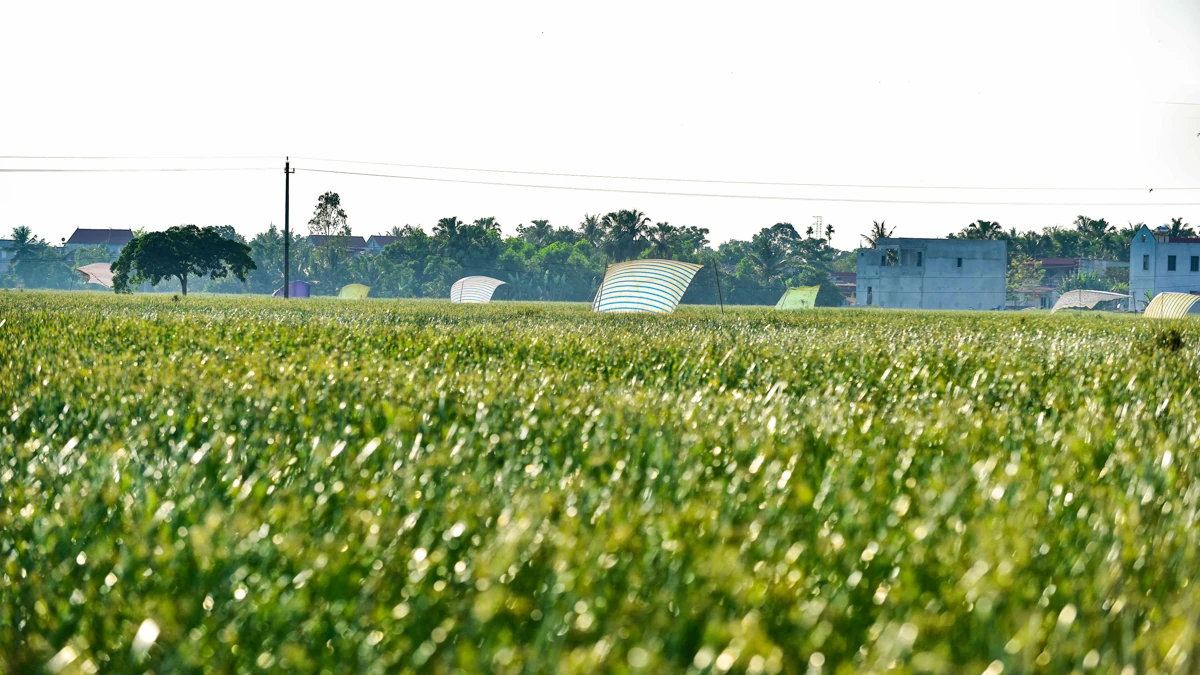 Trên đồng cói xứ Thanh: Khi ngày mới dệt lên từ sương và gió
