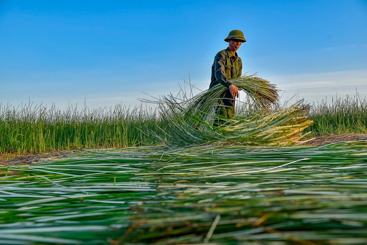 Trên đồng cói xứ Thanh: Khi ngày mới dệt lên từ sương và gió