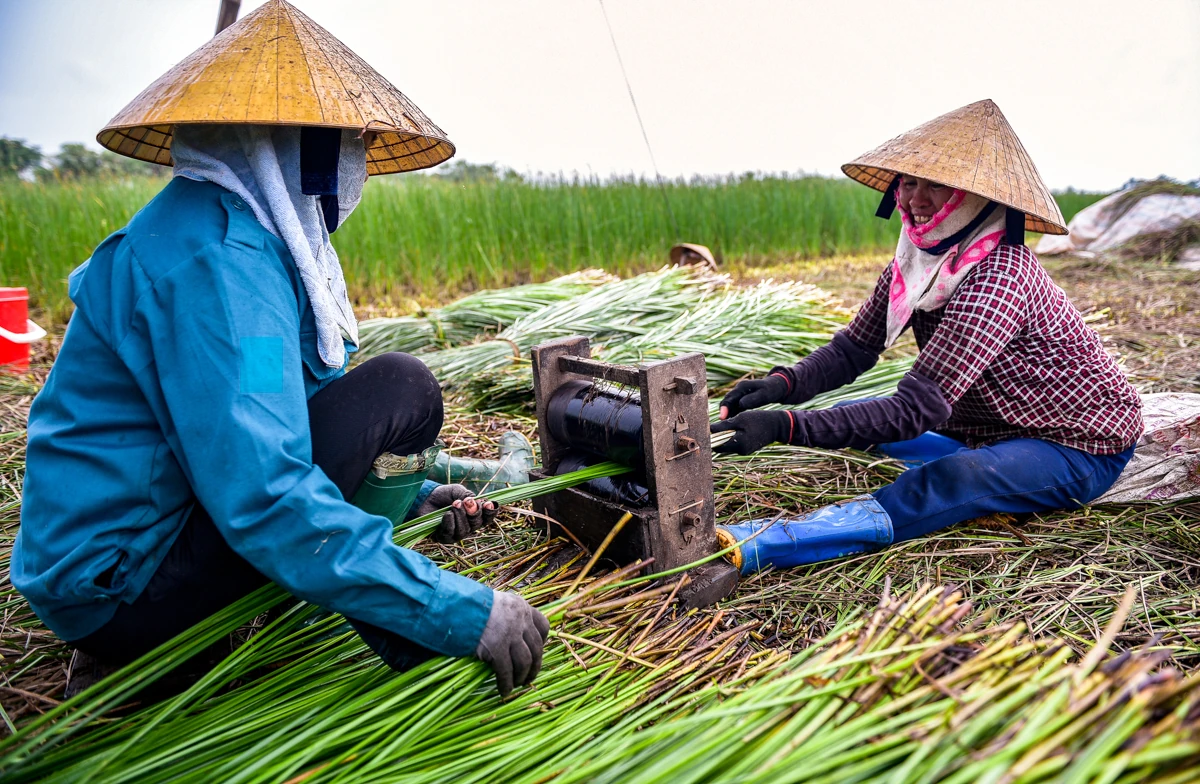 Trên đồng cói xứ Thanh: Khi ngày mới dệt lên từ sương và gió
