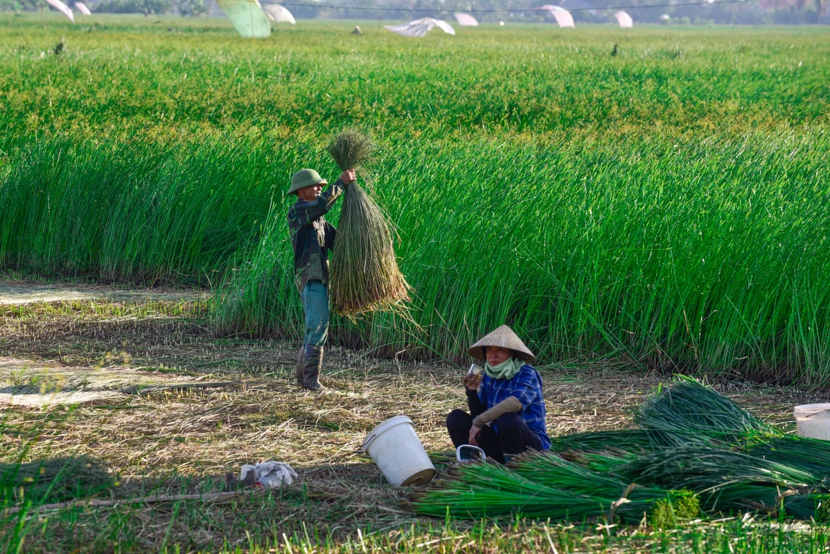 Trên đồng cói xứ Thanh: Khi ngày mới dệt lên từ sương và gió