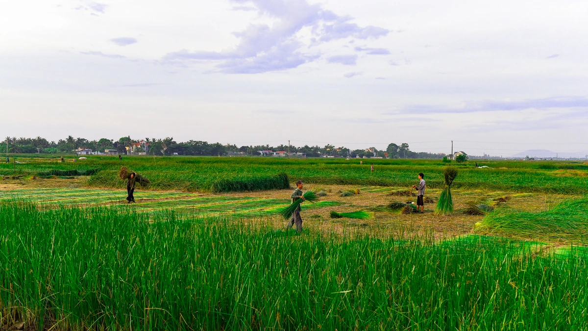 Trên đồng cói xứ Thanh: Khi ngày mới dệt lên từ sương và gió