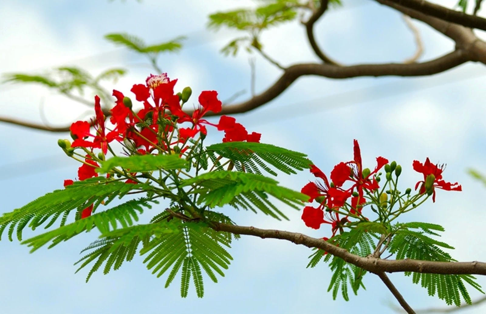 Lấp ló những sắc hoa mùa hạ
