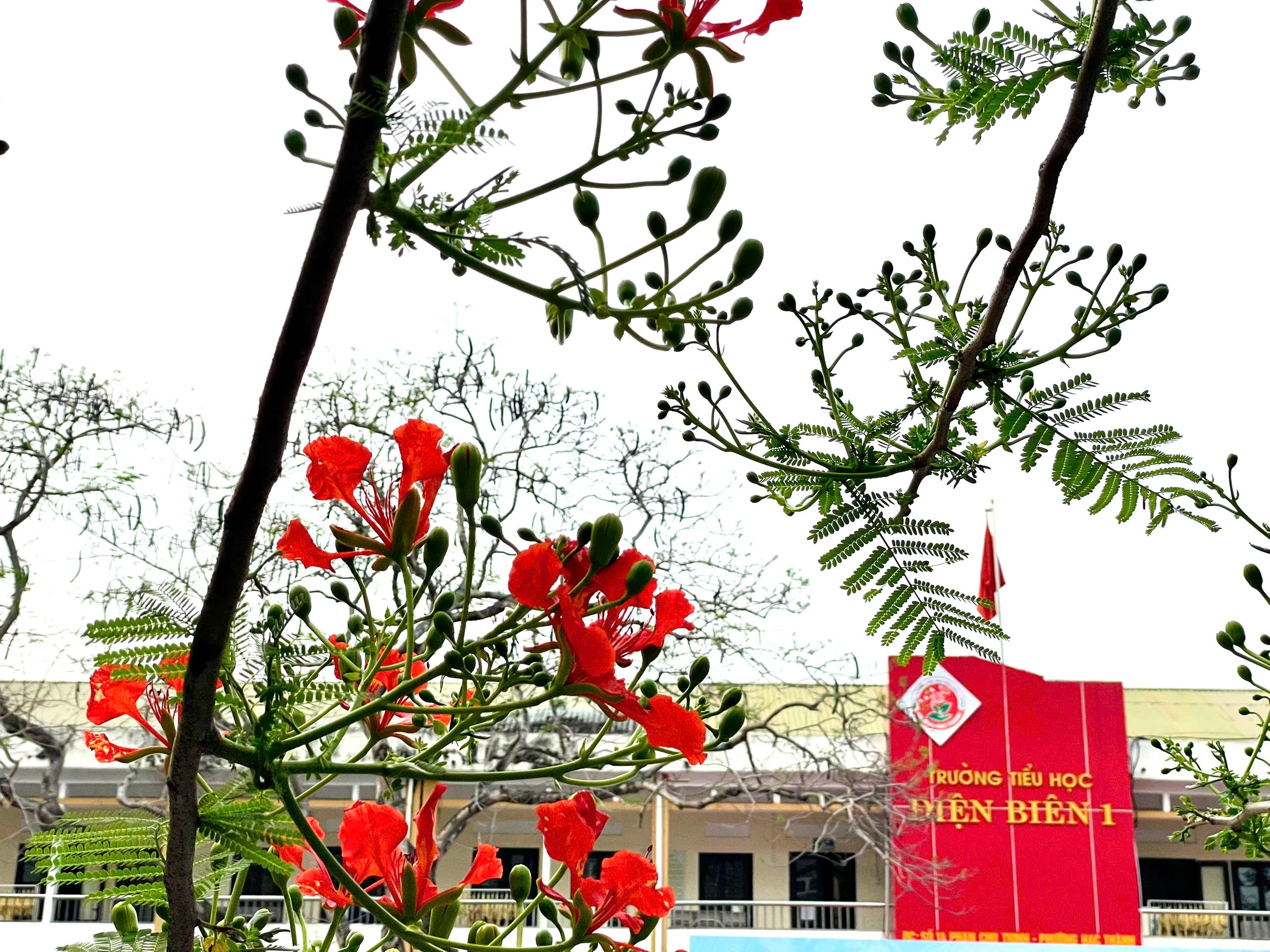 Lấp ló những sắc hoa mùa hạ