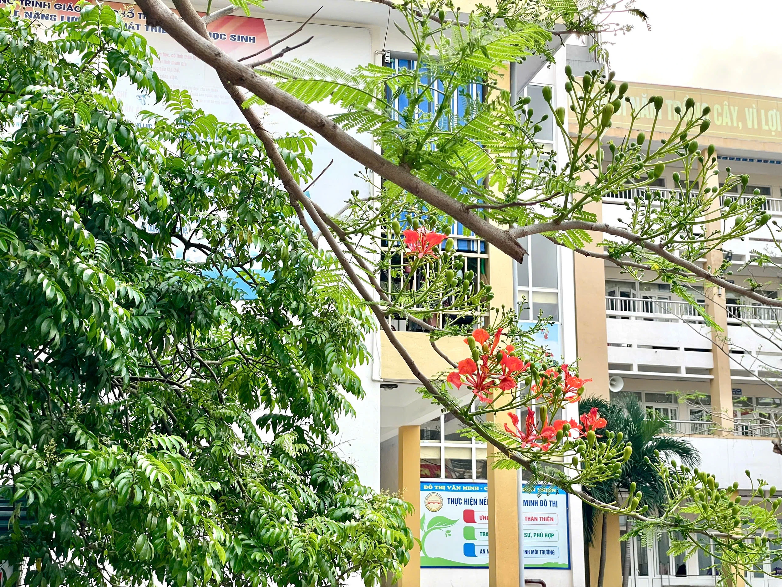 Lấp ló những sắc hoa mùa hạ