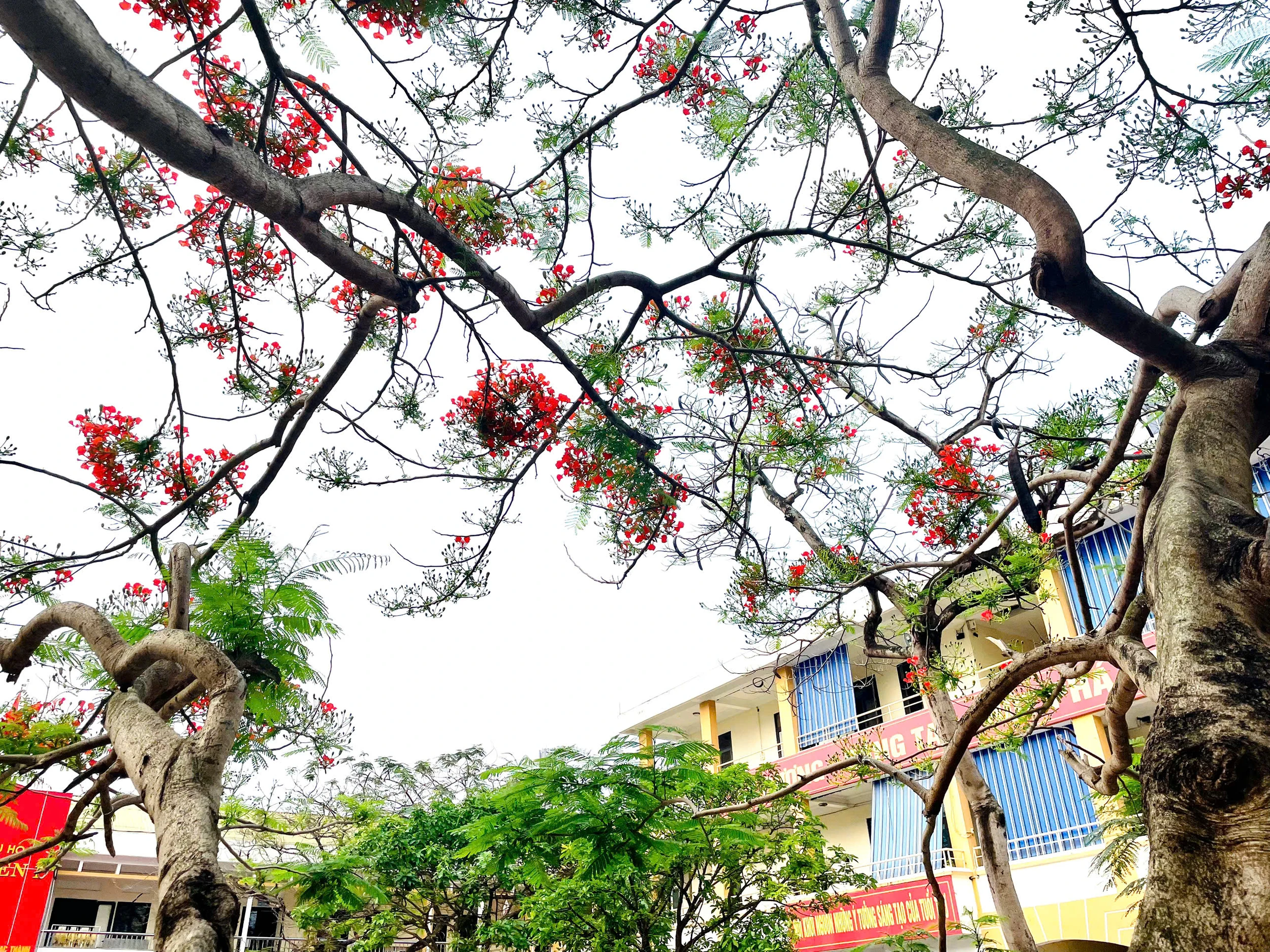 Lấp ló những sắc hoa mùa hạ