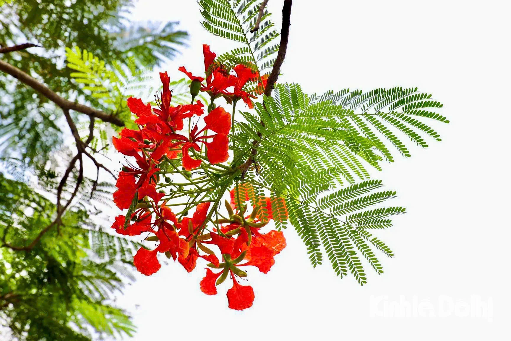 Lấp ló những sắc hoa mùa hạ