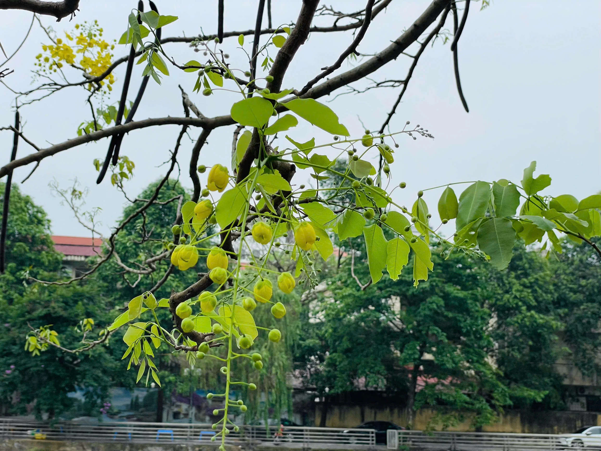 Lấp ló những sắc hoa mùa hạ