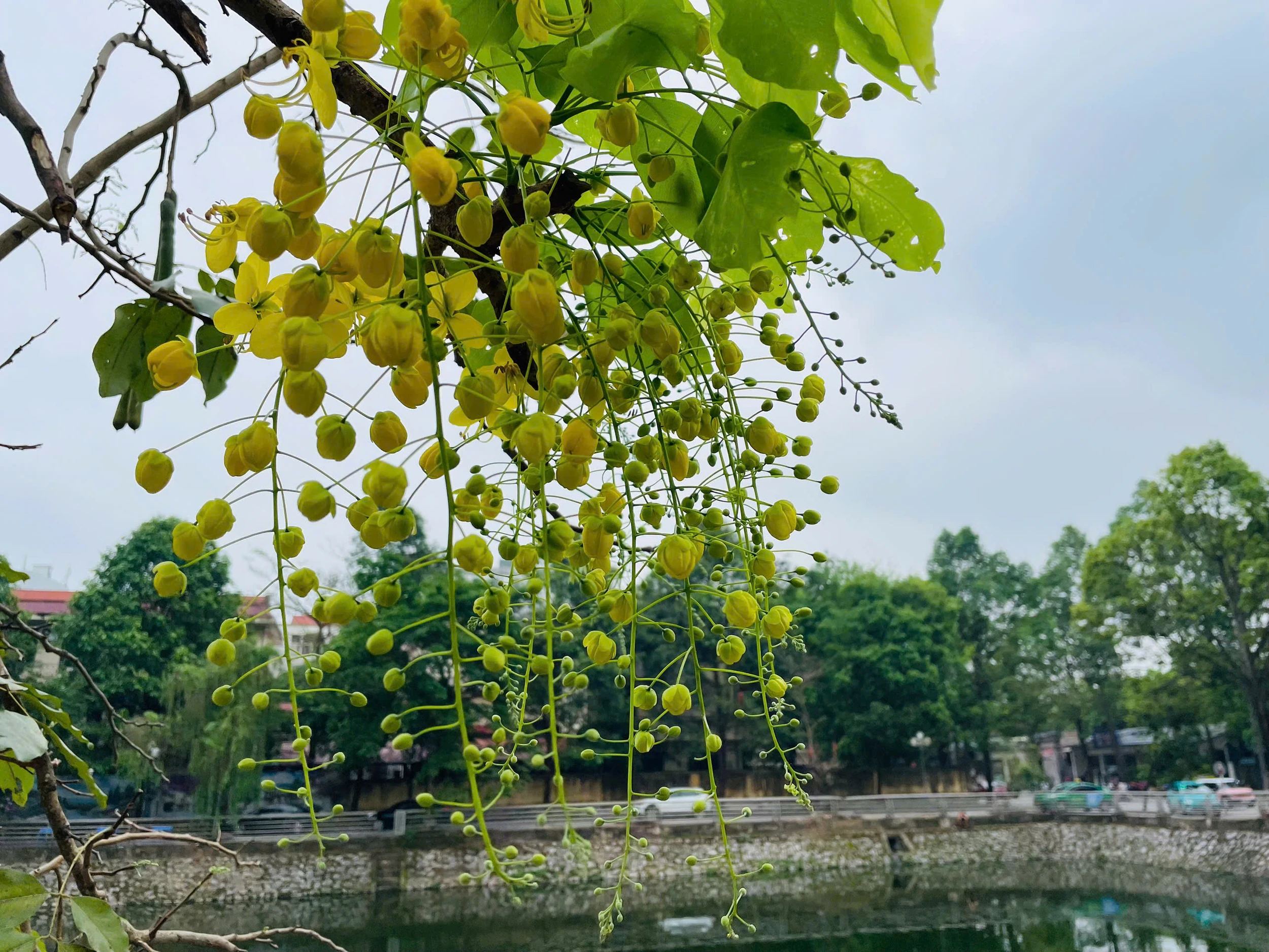 Lấp ló những sắc hoa mùa hạ