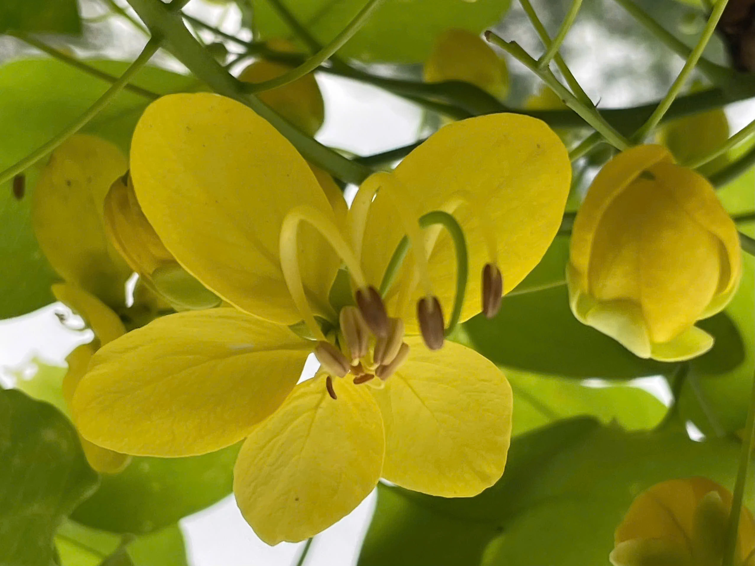 Lấp ló những sắc hoa mùa hạ