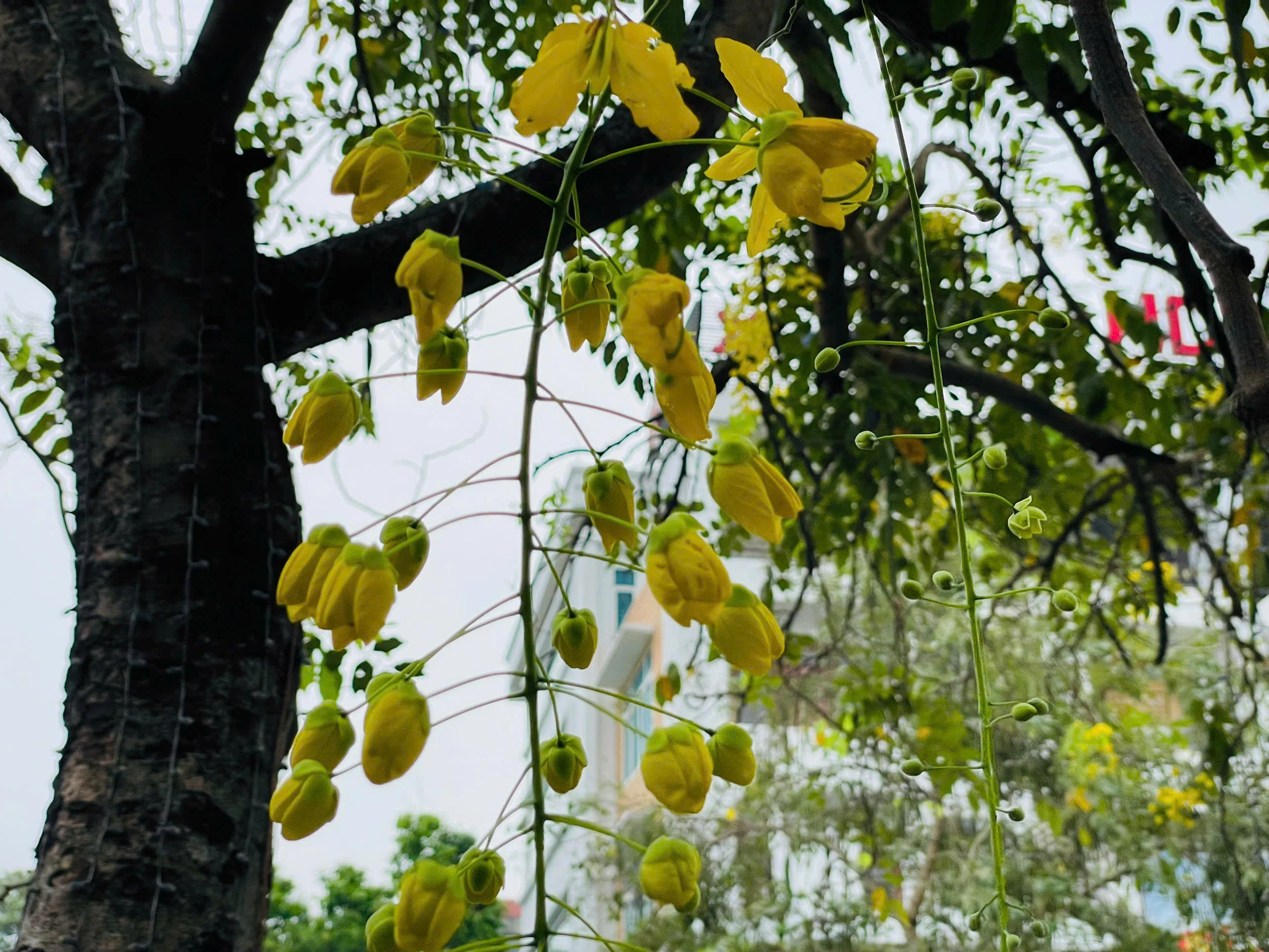 Lấp ló những sắc hoa mùa hạ