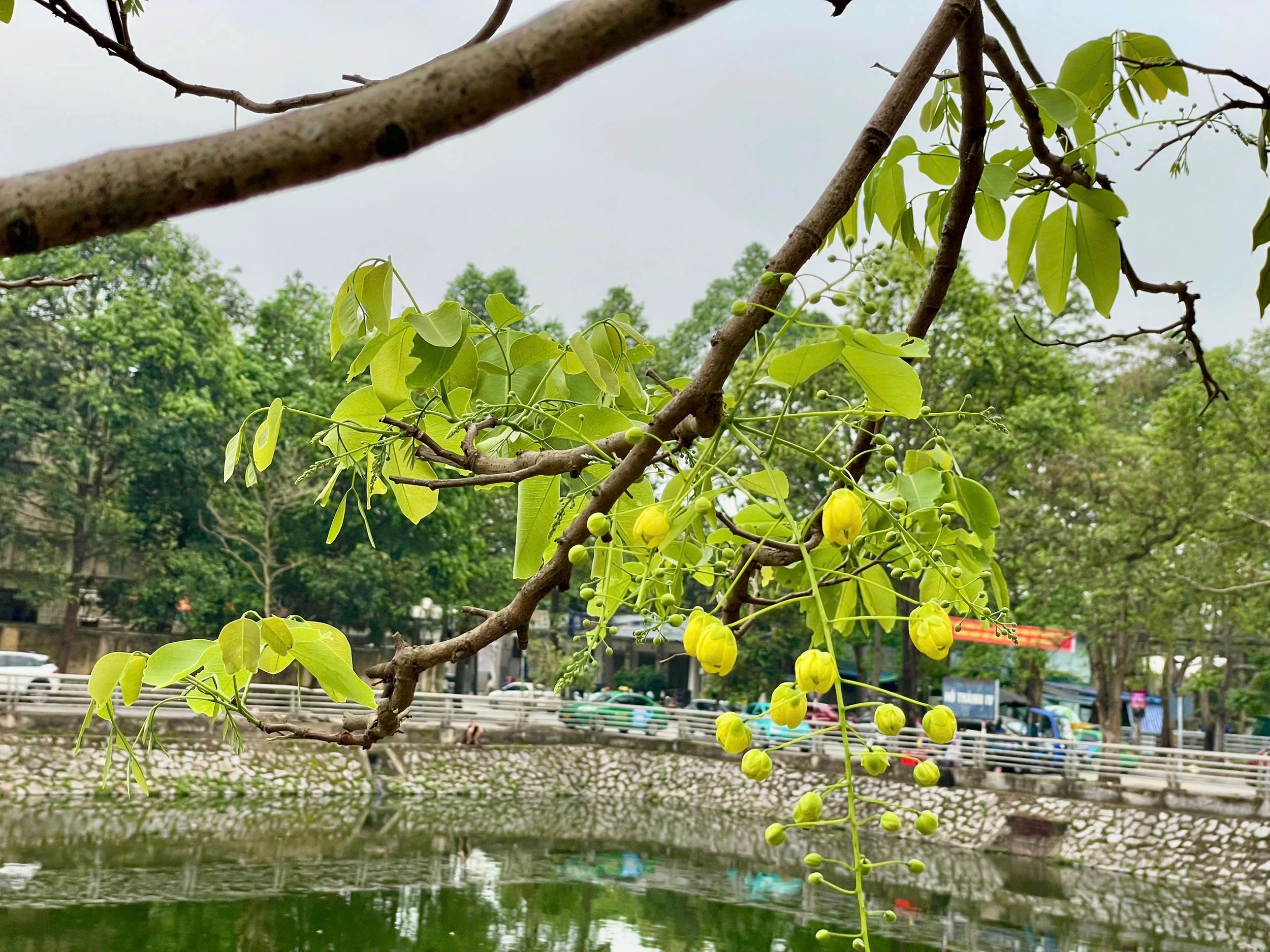 Lấp ló những sắc hoa mùa hạ