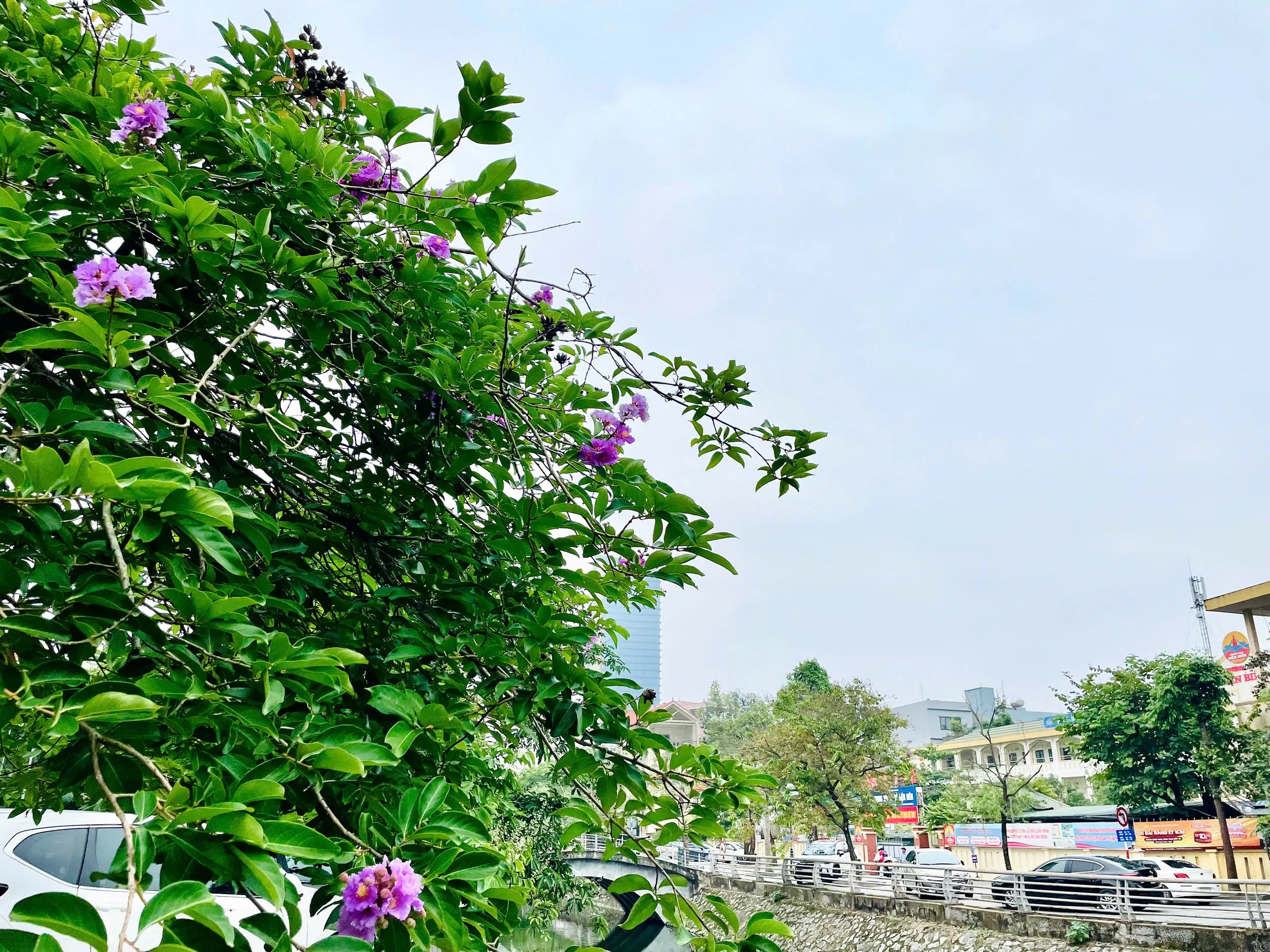 Lấp ló những sắc hoa mùa hạ