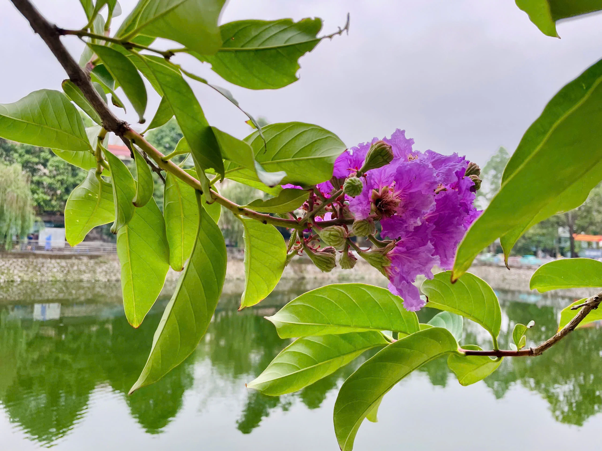 Lấp ló những sắc hoa mùa hạ