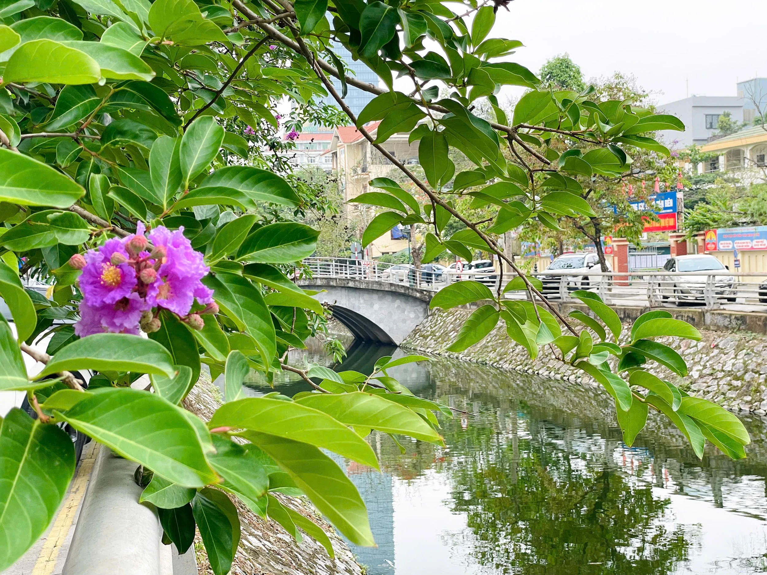 Lấp ló những sắc hoa mùa hạ