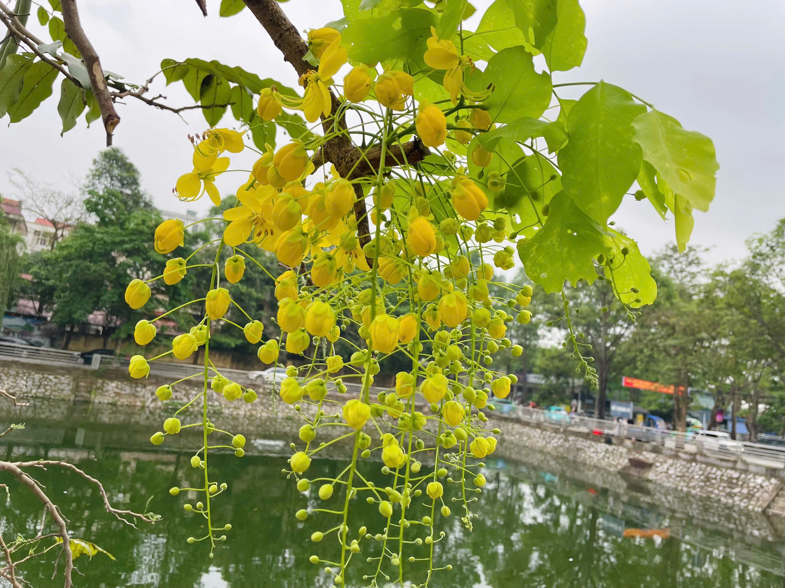 Lấp ló những sắc hoa mùa hạ