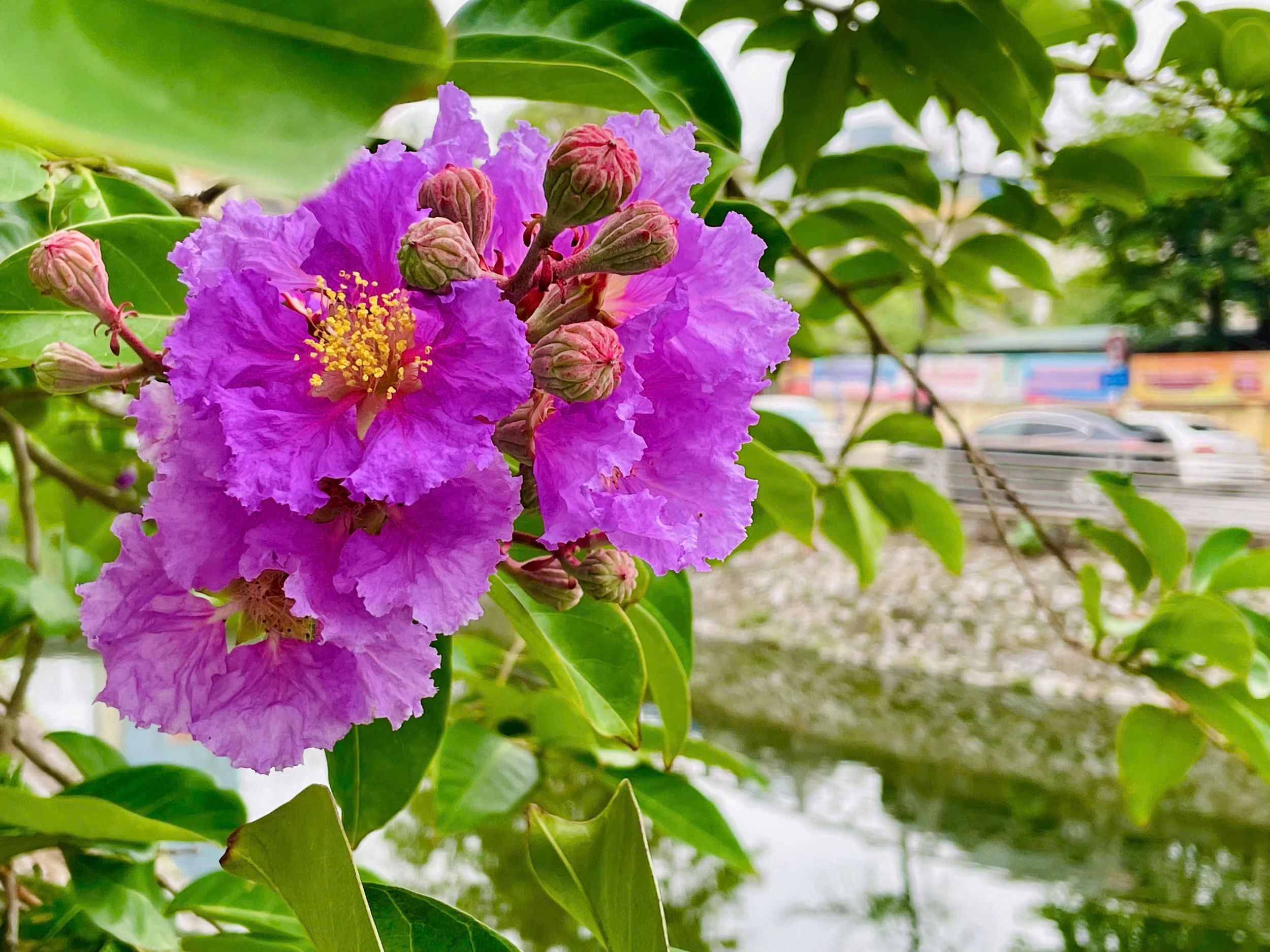 Lấp ló những sắc hoa mùa hạ