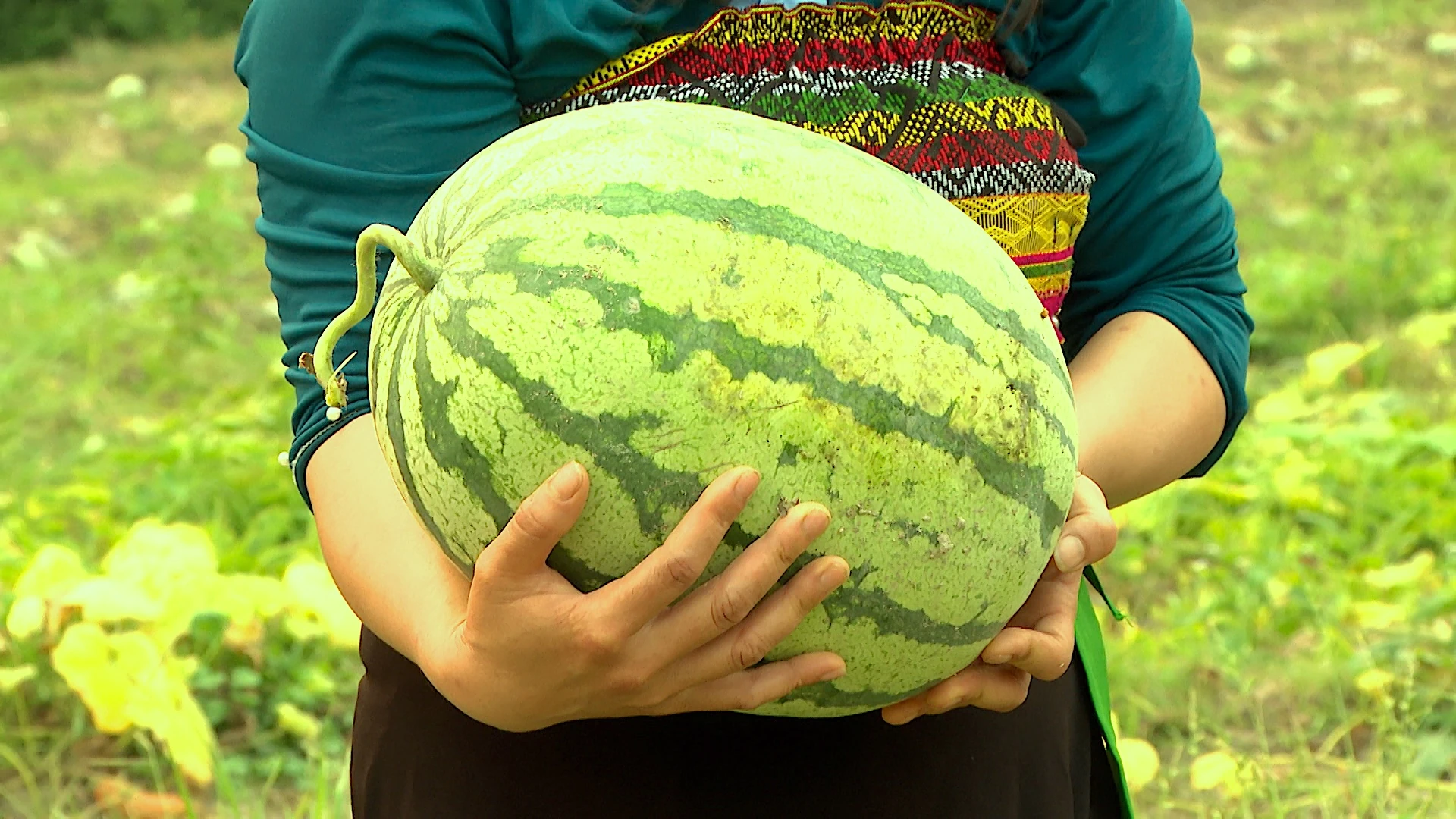 Mùa dưa ở bản Sáng