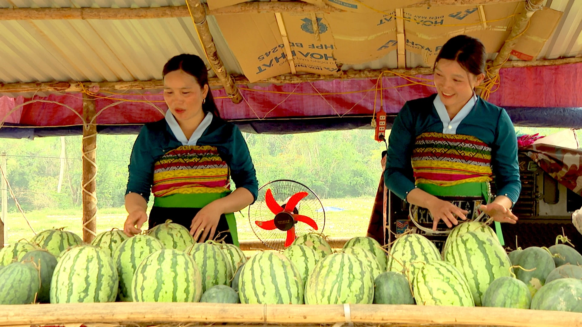 Mùa dưa ở bản Sáng