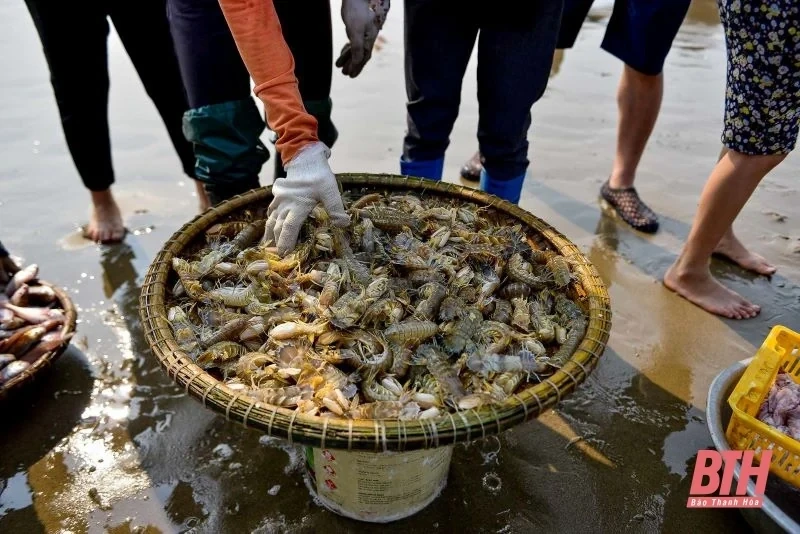 [Thanh Hóa xưa và nay] Làng chài Vinh Sơn: Nét bình yên giữa lòng phố biển