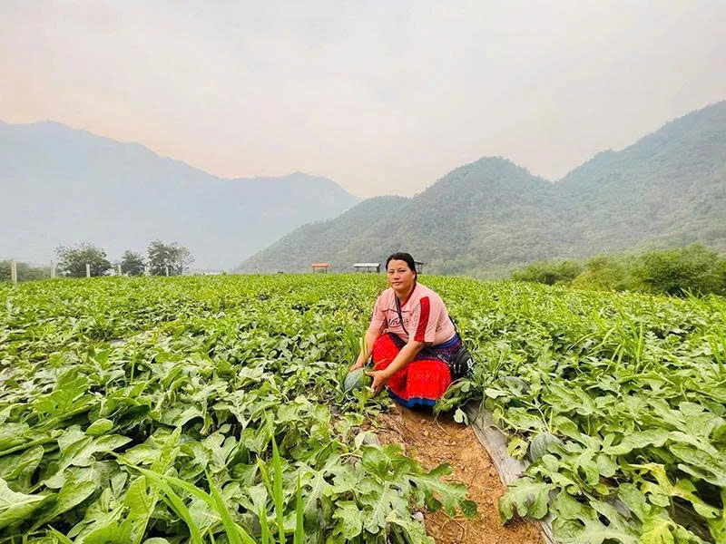 Vị ngọt nơi vùng biên