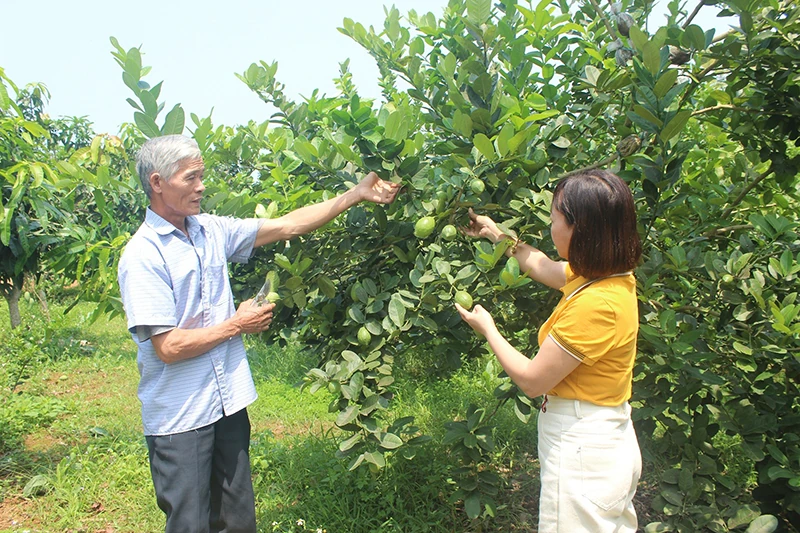 Chanh vàng Mỹ - hướng đi mới cho nông dân Cẩm Tân
