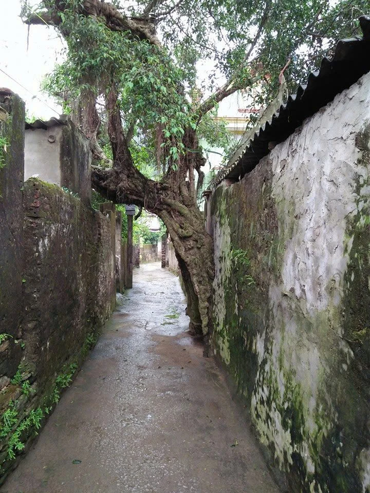Làng cổ Bình Lâm