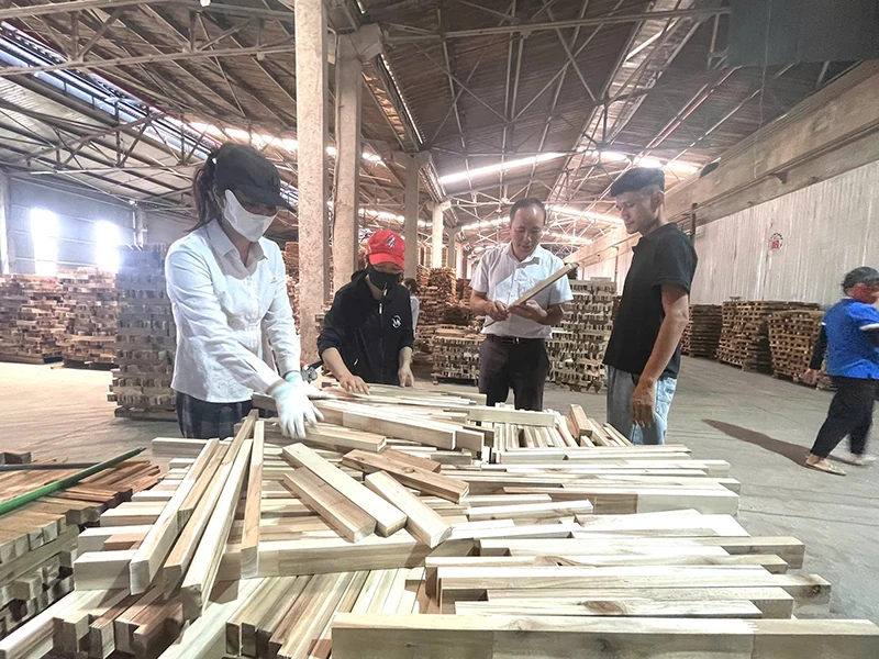 Cây keo trên vùng đồi Xuân Bình