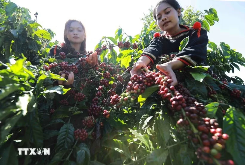 Văn hóa càphê đưa Buôn Ma Thuột lọt top 15 điểm đến ẩm thực hàng đầu thế giới