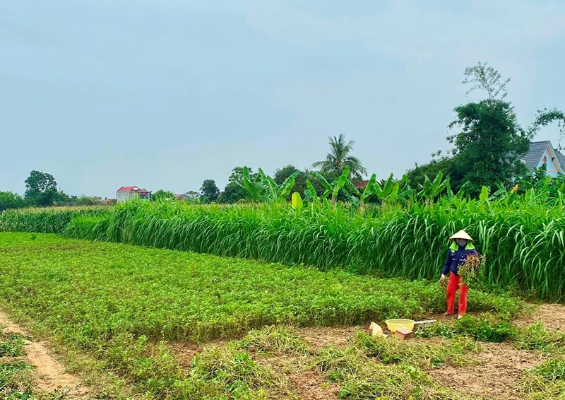 Đất làng Hải Lịch - Hương Nhượng