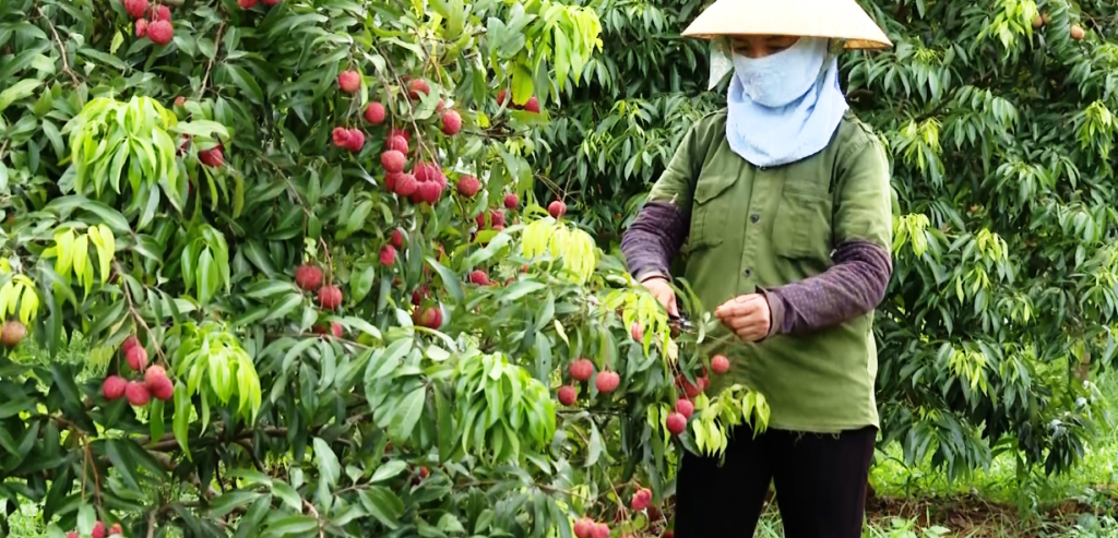 Nguyệt Ấn đa dạng hóa sinh kế, phát triển mô hình giảm nghèo
