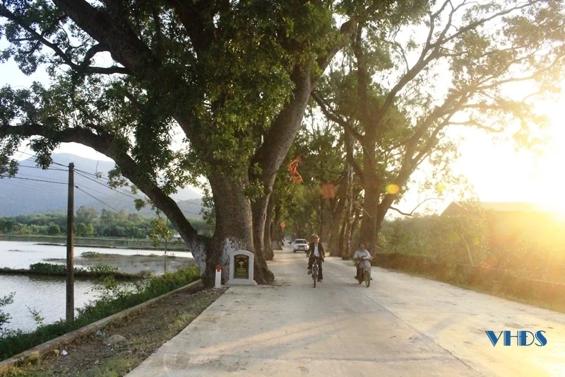 [Thanh Hóa xưa và nay] Hàng cây di sản trăm tuổi dưới chân núi Nưa