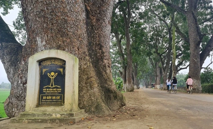 [Thanh Hóa xưa và nay] Hàng cây di sản trăm tuổi dưới chân núi Nưa