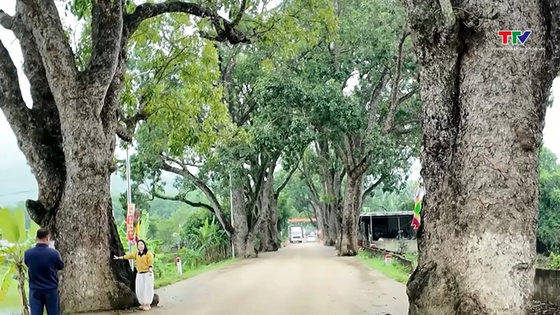 [Thanh Hóa xưa và nay] Hàng cây di sản trăm tuổi dưới chân núi Nưa