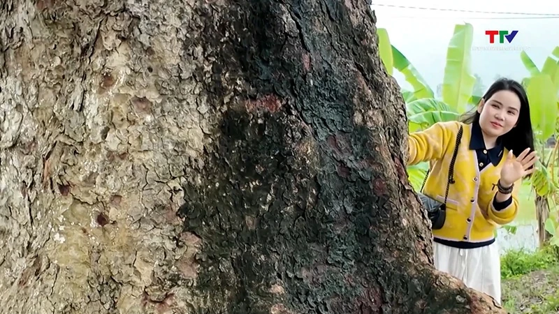 [Thanh Hóa xưa và nay] Hàng cây di sản trăm tuổi dưới chân núi Nưa