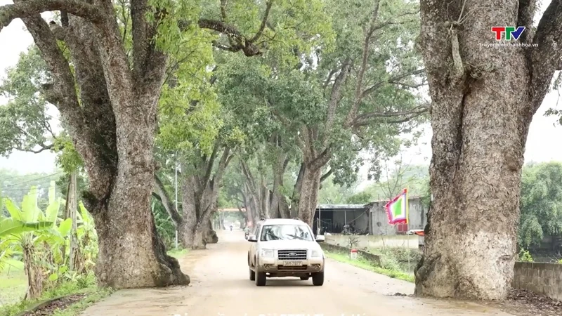 [Thanh Hóa xưa và nay] Hàng cây di sản trăm tuổi dưới chân núi Nưa