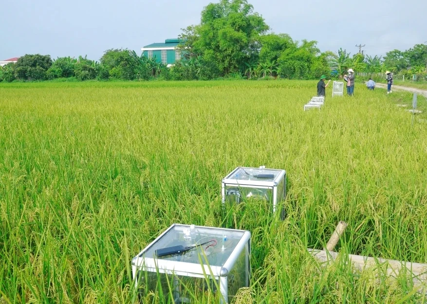 Đến năm 2050, phấn đấu 100% diện tích cây trồng chủ lực áp dụng quy trình canh tác bền vững