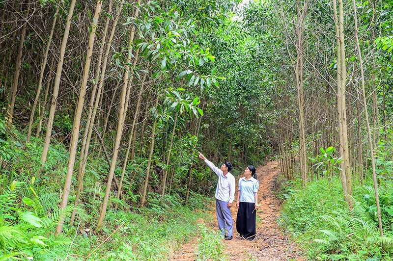 Màu xanh trên vùng đất Tân Thành