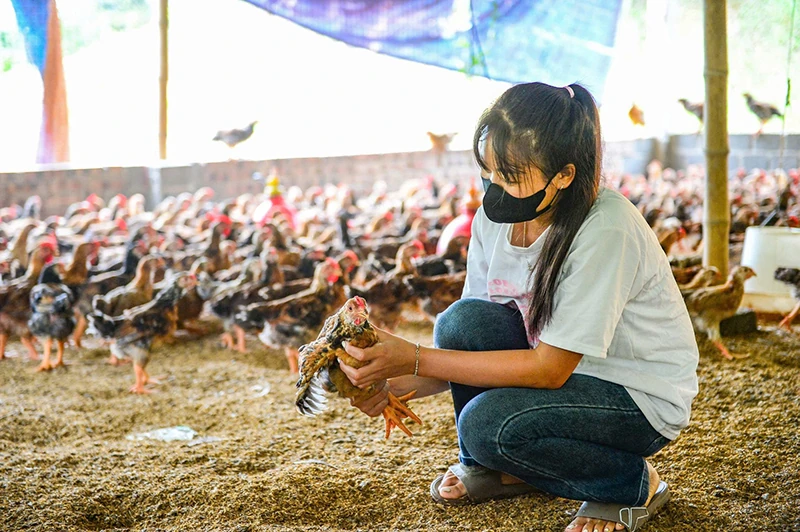Màu xanh trên vùng đất Tân Thành
