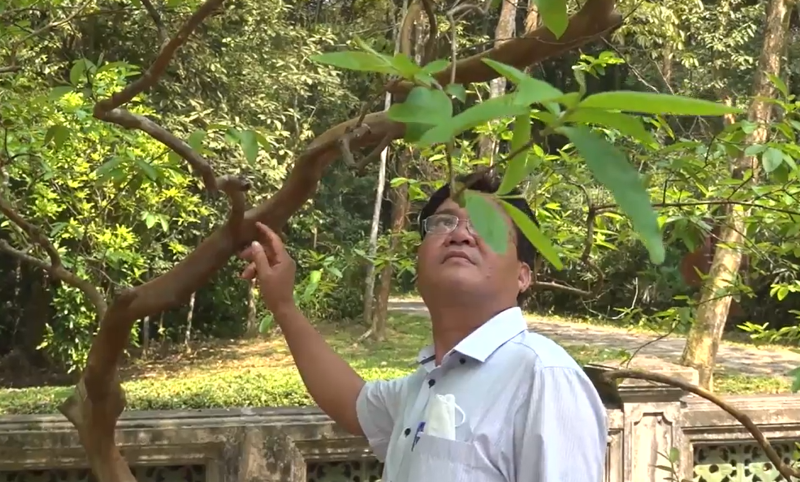 [Thanh Hóa xưa và nay] Chuyện cây ổi “cười” ở cố đô Lam Kinh