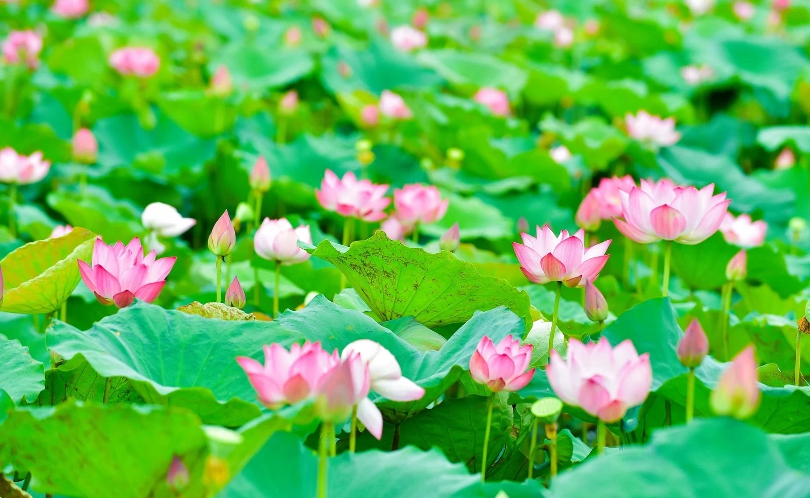 Mùa sen quê nội