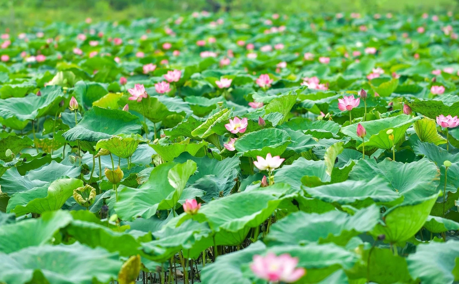 Mùa sen quê nội